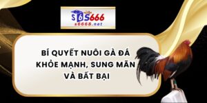 Bí Quyết Nuôi Gà Đá