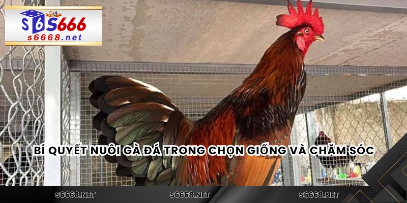 Bí quyết nuôi gà đá với các bài tập luyện