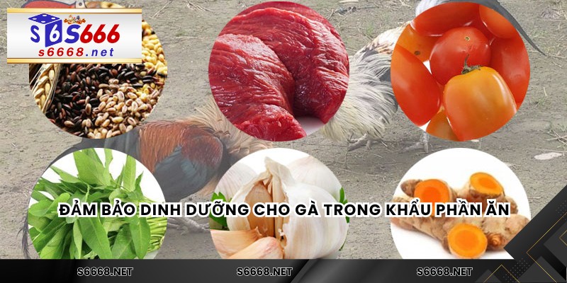 Đảm bảo dinh dưỡng cho gà trong khẩu phần ăn