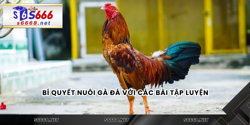 Bí quyết nuôi gà đá trong chọn giống và chăm sóc