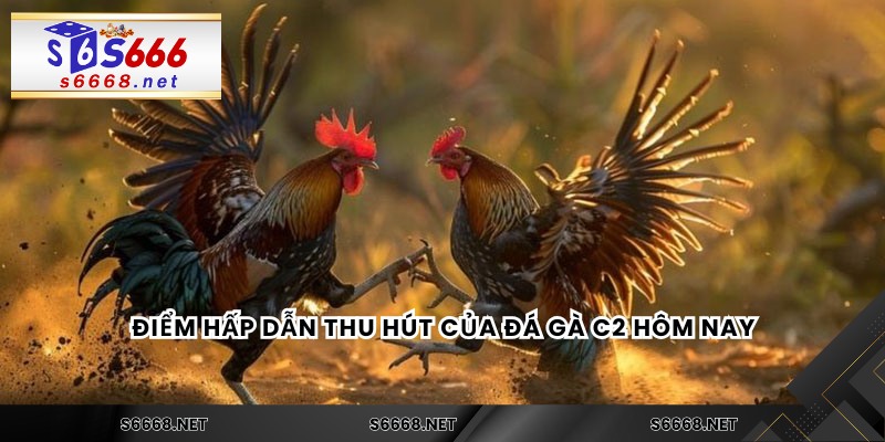 Điểm hấp dẫn thu hút của đá gà C2 hôm nay