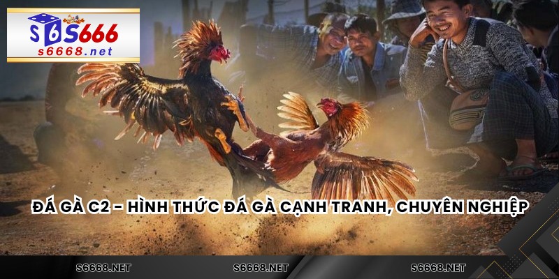 Đá gà C2 - Hình thức đá gà cạnh tranh, chuyên nghiệp