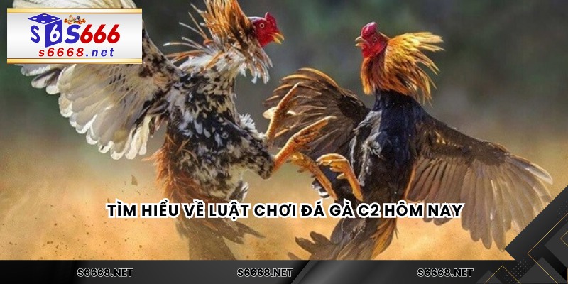 Tìm hiểu về luật chơi đá gà C2 hôm nay
